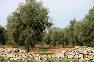 IV edizione "Merenda nell'Oliveta"